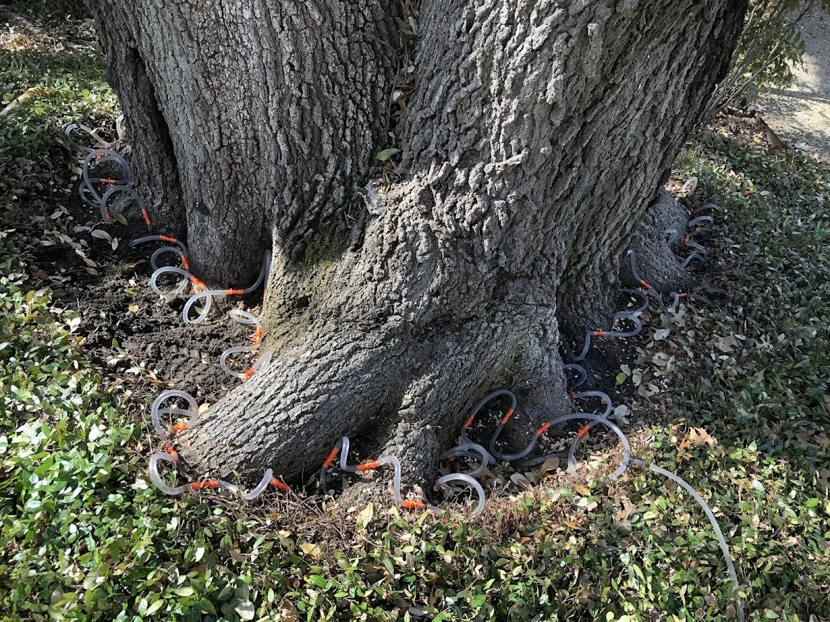 Detailed Tree Cabling and Bracing job site in Reedville