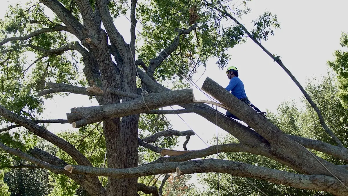 Professional Crown Thinning performed by certified arborists in Reedville